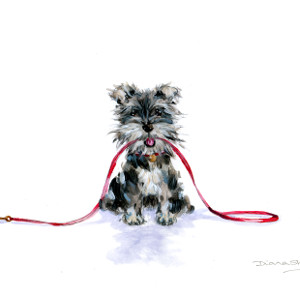 Original painting of a miniature schnauzer looking up hopefully, holding his leash in his mouth.
